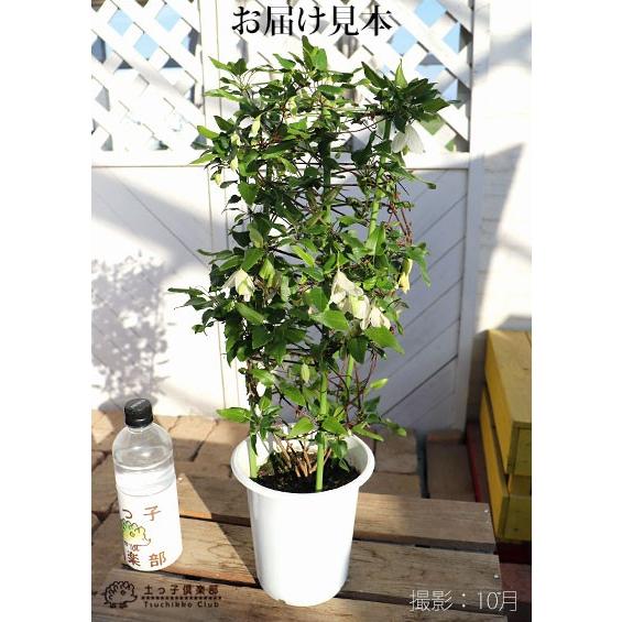 冬咲きクレマチス ジングルベル シルホサ系 旧枝咲き 5号鉢植え Cl 015 H5 花と緑の専門店 土っ子倶楽部 通販 Yahoo ショッピング