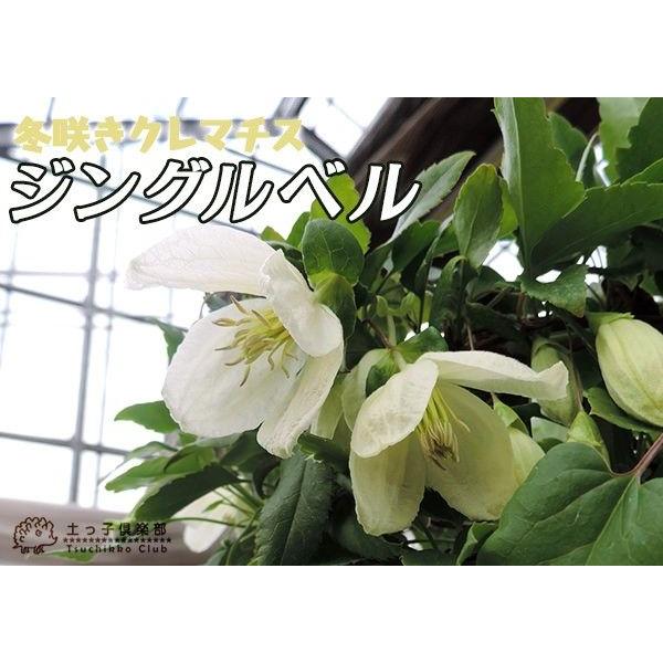 冬咲きクレマチス ジングルベル シルホサ系 旧枝咲き 5号鉢植え Cl 015 H5 花と緑の専門店 土っ子倶楽部 通販 Yahoo ショッピング
