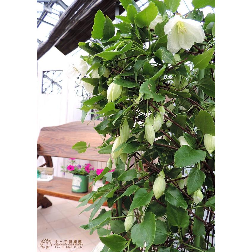 冬咲きクレマチス ジングルベル シルホサ系 旧枝咲き 5号鉢植え Cl 015 H5 花と緑の専門店 土っ子倶楽部 通販 Yahoo ショッピング