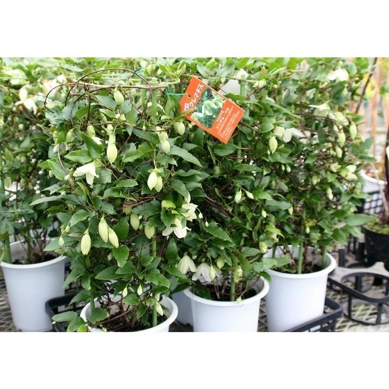 冬咲きクレマチス ジングルベル シルホサ系 旧枝咲き 5号鉢植え Cl 015 H5 花と緑の専門店 土っ子倶楽部 通販 Yahoo ショッピング