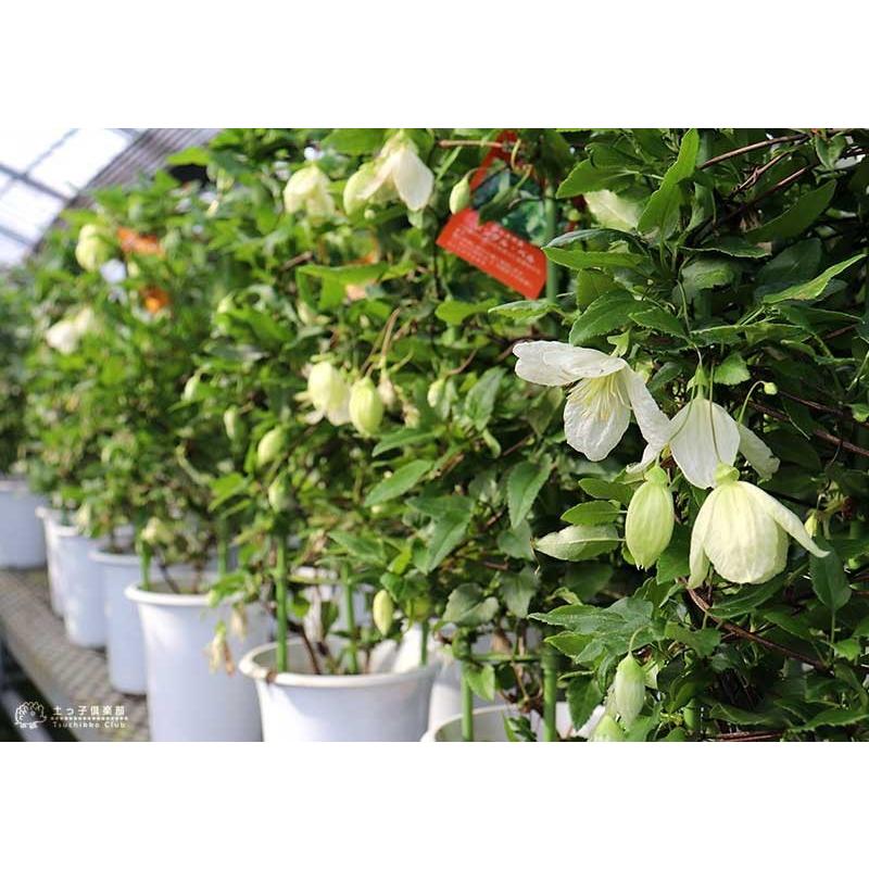 冬咲きクレマチス ジングルベル シルホサ系 旧枝咲き 5号鉢植え Cl 015 H5 花と緑の専門店 土っ子倶楽部 通販 Yahoo ショッピング