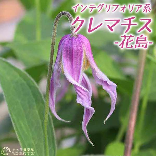 299円 本店は クレマチス 花島 インテグリフォリア系 木立性 新枝咲き 9cmポット苗 299円 本店は クレマチス 花島 インテグリフォリア系 木立性 新枝咲き 9cmポット苗