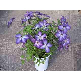 クレマチス ベノサ バイオレシア ビチセラ系 9cmポット苗 Cl 019 花と緑の専門店 土っ子倶楽部 通販 Yahoo ショッピング