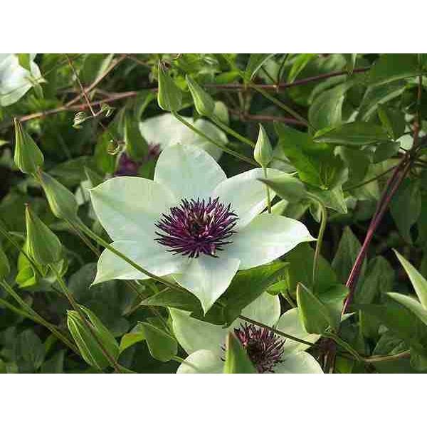 クレマチス テッセン テッセン系 新旧両枝咲き 原種 フロリダ系 9cmポット苗 Cl 021 花と緑の専門店 土っ子倶楽部 通販 Yahoo ショッピング