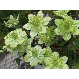 クレマチス 白万重 シロマンエ テッセン系 原種 フロリダ系 9cmポット苗 Cl 022 花と緑の専門店 土っ子倶楽部 通販 Yahoo ショッピング