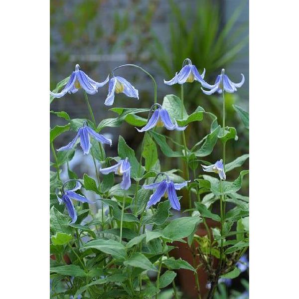 クレマチス　苗　⑤ 楽天市場】クレマチス 'ニュー ヘンダーソニー'（プチフォーコン