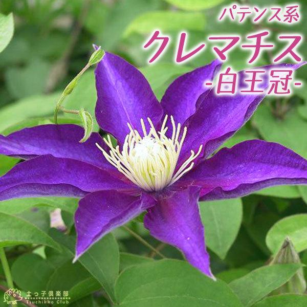 クレマチス 白王冠 パテンス系 早咲き大輪系 9cmポット苗 Cl 044 花と緑の専門店 土っ子倶楽部 通販 Yahoo ショッピング