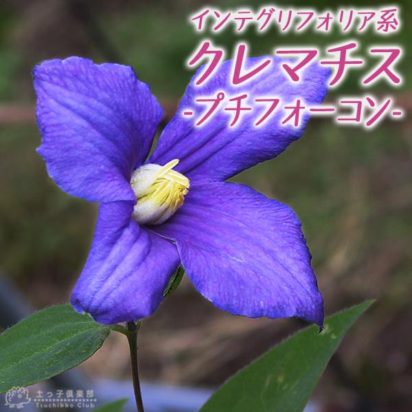 クレマチス 『 プチフォーコン （ ニューヘンダーソニー