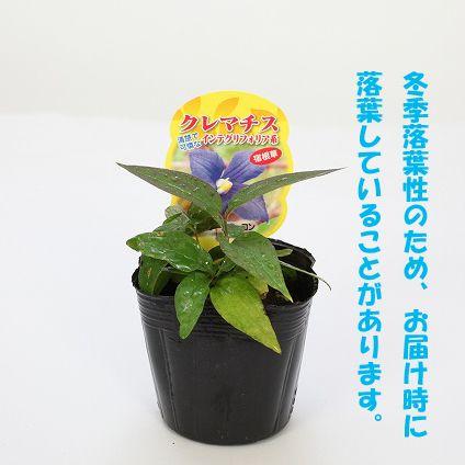 クレマチス 『 プチフォーコン （ ニューヘンダーソニー