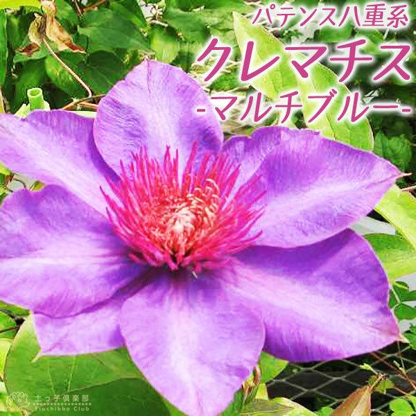 クレマチス マルチブルー パテンス八重系 旧枝咲き 早咲き大輪系 9cmポット苗 Cl 070 花と緑の専門店 土っ子倶楽部 通販 Yahoo ショッピング