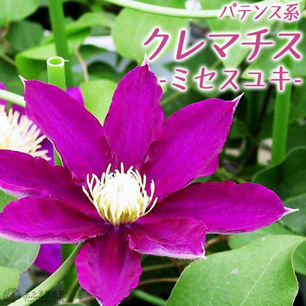 クレマチス ミセスユキ パテンス系 早咲き大輪系 9cmポット苗 Cl 071 花と緑の専門店 土っ子倶楽部 通販 Yahoo ショッピング