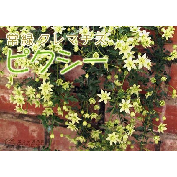 常緑クレマチス 『 ピクシー 』 オセアニア系・旧枝咲き 9cmポット苗