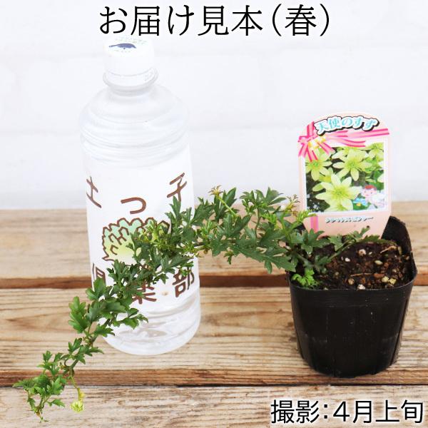 常緑クレマチス 『 ピクシー 』 オセアニア系・旧枝咲き 9cm