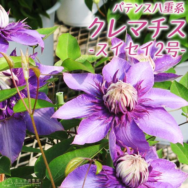 ベスト クレマチス 八重咲き 紫 誕生 日 ライン 友達