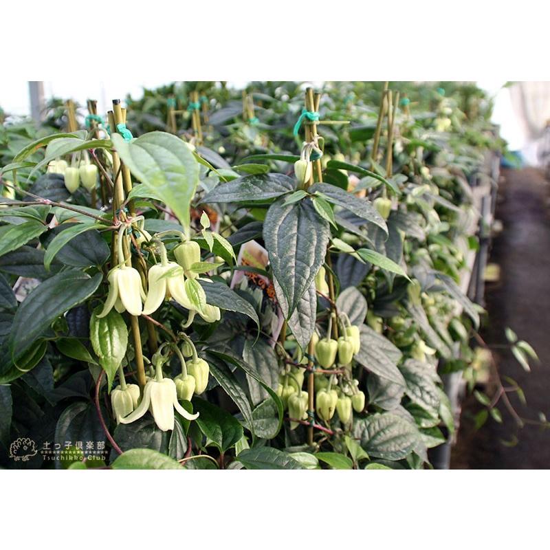 冬咲き 常緑 クレマチス アンスンエンシス 天使の歌姫 ウィンターベル ユンナエンシス 10 5cmポット苗 Cl 096 花と緑の専門店 土っ子倶楽部 通販 Yahoo ショッピング