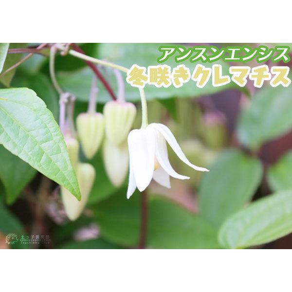 冬咲き 常緑 クレマチス アンスンエンシス ウィンターベル ユンナンエンシス 4号鉢植え アーチ仕立て 今季の花は終了しています Cl 096 花と緑の専門店 土っ子倶楽部 通販 Yahoo ショッピング