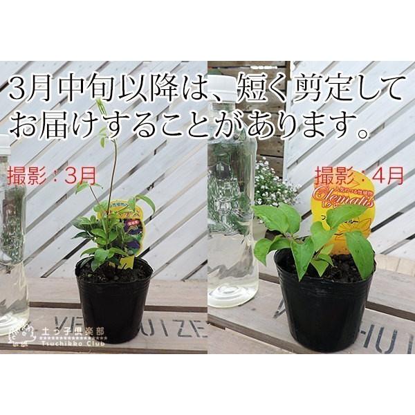クレマチス その他いろいろA (選べる品種) 2個セット ( 送料無料 ) 9cmポット苗 :cl-selectea-2ps:花と緑の専門店 土っ子倶楽部 - 通販 - Yahoo!ショッピング クレマチス その他いろいろA (選べる品種) 2個セット ( 送料無料 ) 9cmポット苗 :cl-selectea-2ps:花と緑の専門店 土っ子倶楽部 - 通販 - Yahoo!ショッピング