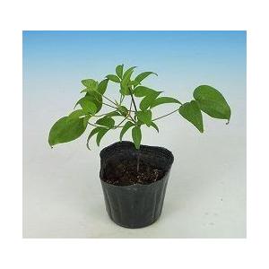 クレマチス その他いろいろB （選べる品種） 2個セット （ 送料無料