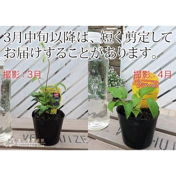 クレマチス インテグリフォリア系 (選べる品種) 2個セット クレマチス インテグリフォリア系 (選べる品種) 2個セット