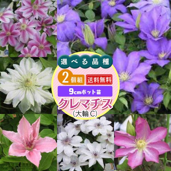 クレマチス 大輪C (選べる品種) 2個セット ( 送料無料 ) 9cmポット苗 :cl-selecttc-2ps:花と緑の専門店 土っ子倶楽部 - 通販 - Yahoo!ショッピング クレマチス 大輪C (選べる品種) 2個セット ( 送料無料 ) 9cmポット苗 :cl-selecttc-2ps:花と緑の専門店 土っ子倶楽部 - 通販 - Yahoo!ショッピング