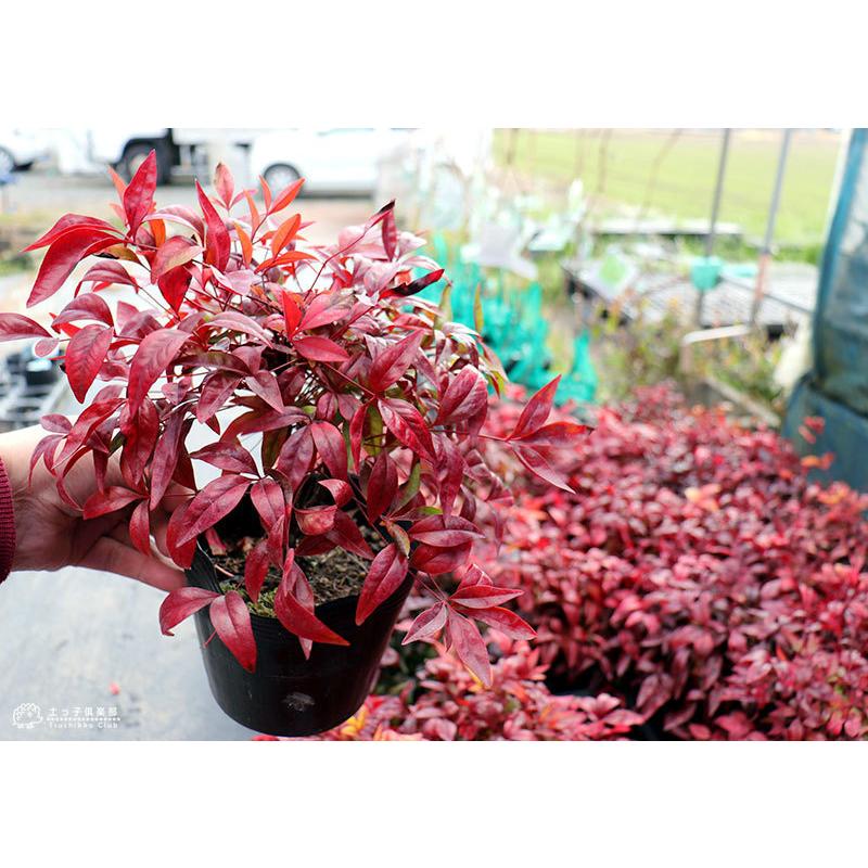 激安先着 オタフクナンテン 樹高0 4m前後 根巻 おたふくなんてん おたふく南天 お多福南天 苗 植木 苗木 生垣 目隠し Smartnavigation Ae