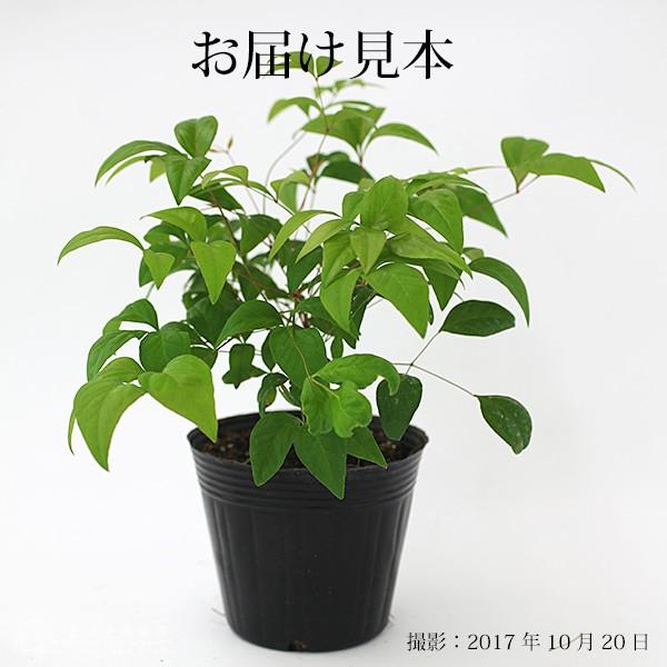 オタフクナンテン 本セット おたふく南天 お多福南天 12cmポッ ト苗 送料無料 高さ約30cm Com 1 花と緑の専門店 土っ子倶楽部 通販 Yahoo ショッピング