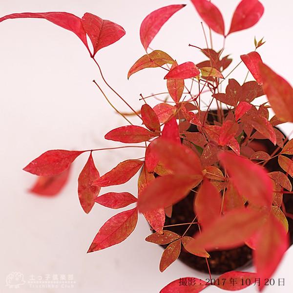 オタフクナンテン 本セット おたふく南天 お多福南天 12cmポッ ト苗 送料無料 高さ約30cm Com 1 花と緑の専門店 土っ子倶楽部 通販 Yahoo ショッピング