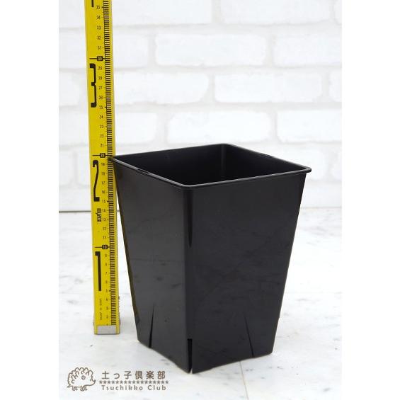 のびのび育つ 『 スリット鉢 スクエア 』 6号角型 : 花と緑の専門店 土