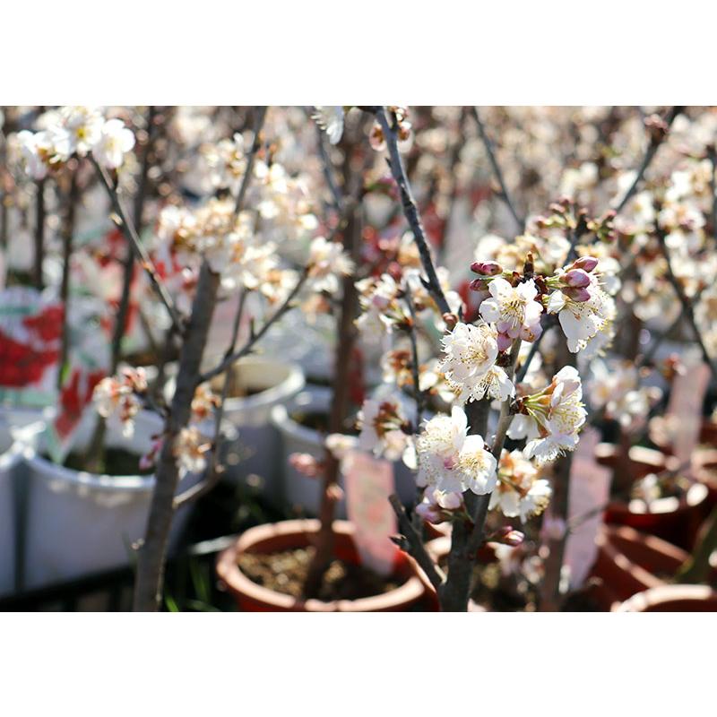 1本でなる 『 暖地さくらんぼ 』 5号鉢植え 贈答 プレゼント 土っ子