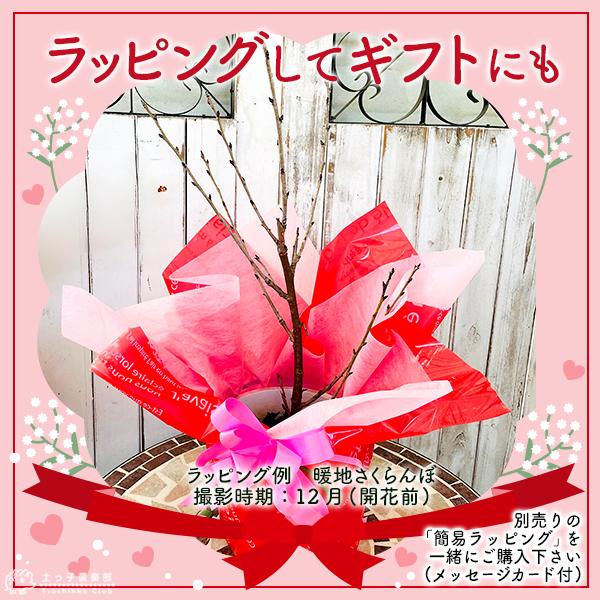 1本でなる 『 暖地さくらんぼ 』 5号鉢植え 贈答 プレゼント 土っ子