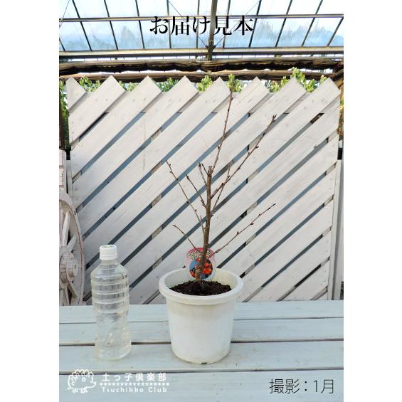 1本でなる 『 暖地さくらんぼ 』 5号鉢植え 贈答 プレゼント 土っ子