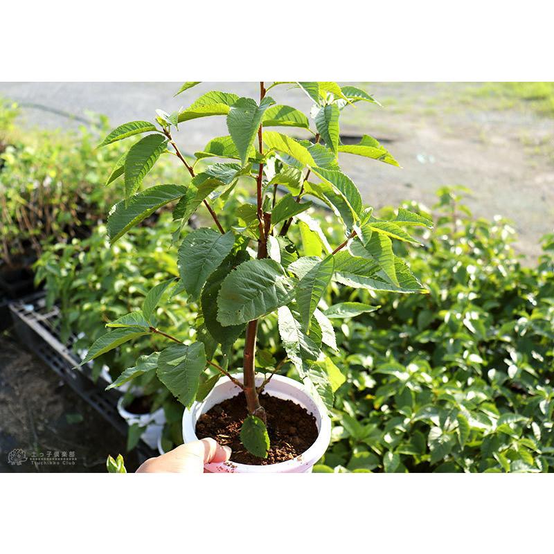 1本でなる 『 暖地さくらんぼ 』 5号鉢植え 贈答 プレゼント 土っ子