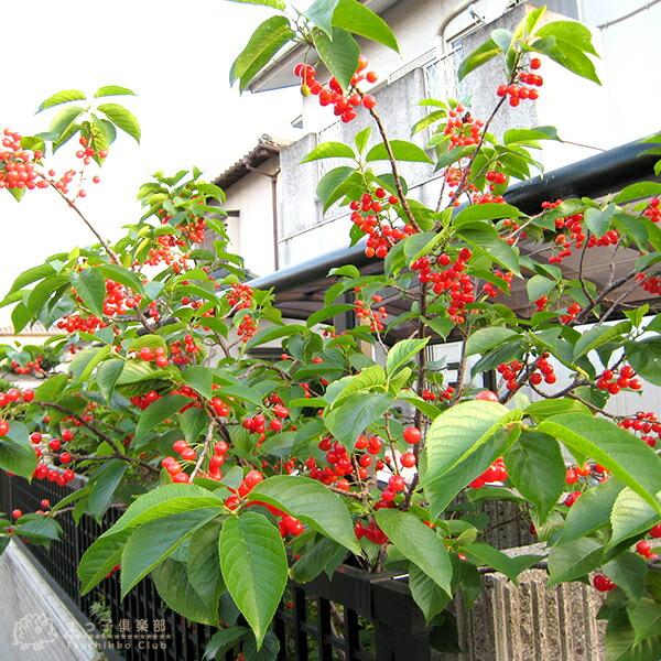 1本でなる 『 暖地さくらんぼ 』 5号鉢植え : 花と緑の専門店 土