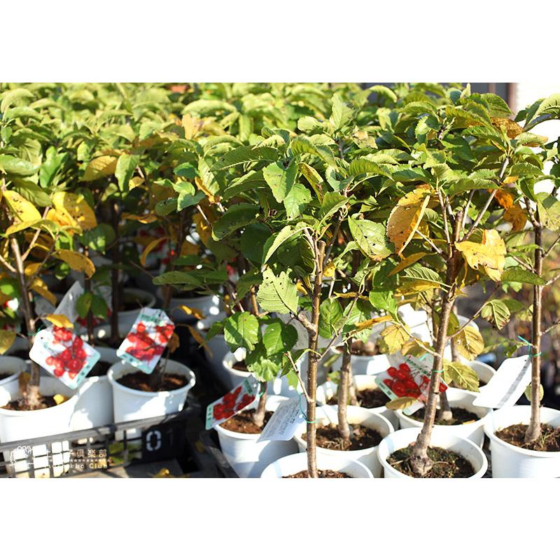 1本でなる 『 暖地さくらんぼ 』 5号鉢植え 贈答 プレゼント 土っ子