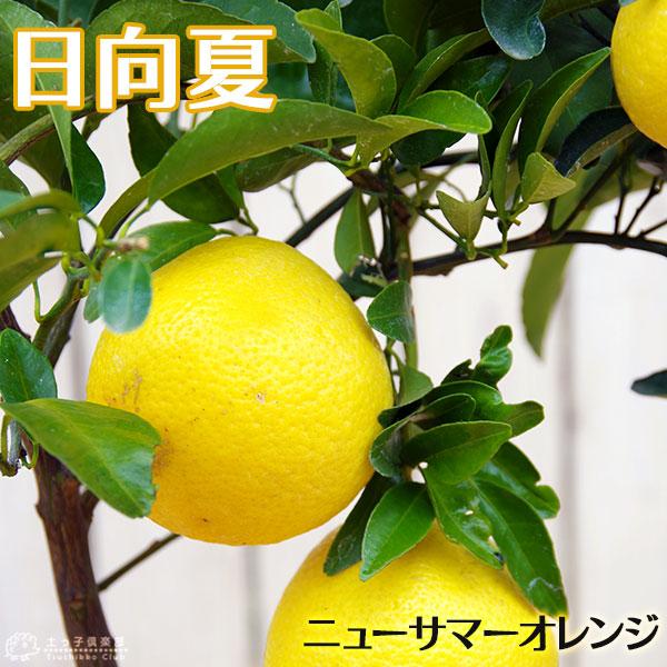 日向夏 （ ニューサマーオレンジ ） 接ぎ木　15cmポット苗【 送料無料 】（Yahoo!・花と緑の専門店 土っ子倶楽部）