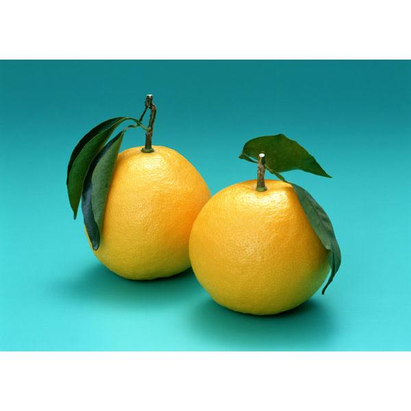 日向夏 （ ニューサマーオレンジ ） 接ぎ木 15cmポット苗【 送料無料