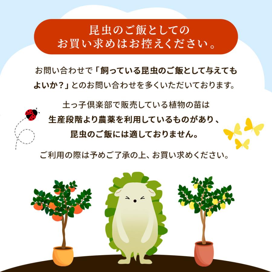 ライム （タヒチライム） 15cmポット接木苗【 送料無料 】 : 花と緑の