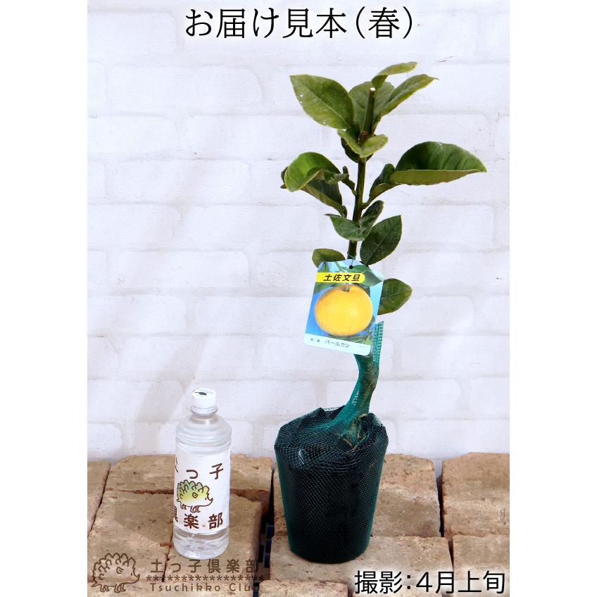 パール柑 （ 土佐文旦 ） 接ぎ木 15cmポット苗 : f-007 : 花と緑の専門 