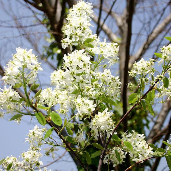 ジューンベリー 西洋ザイフリボク 10 5cmポット苗 F 011 9 花と緑の専門店 土っ子倶楽部 通販 Yahoo ショッピング