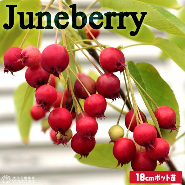 ジューンベリー （ 西洋ザイフリボク ） 18cmポット苗 株立ち 【 送料無料 】（Yahoo!・花と緑の専門店 土っ子倶楽部）