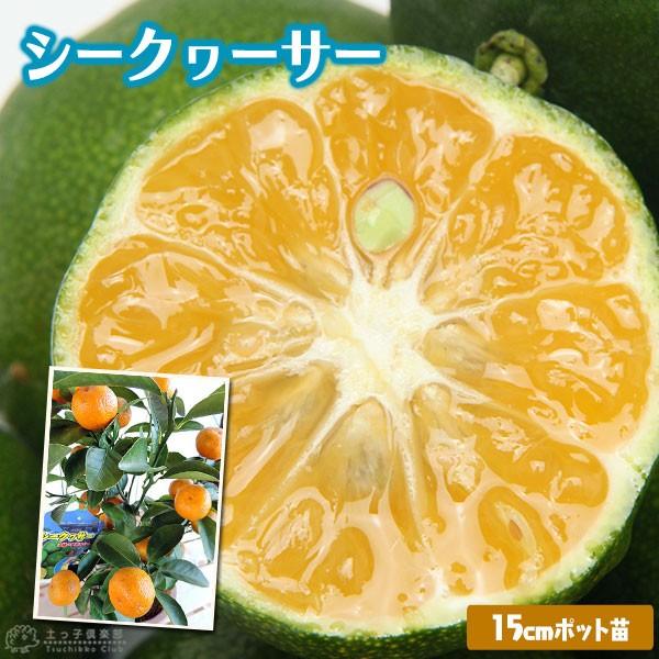 シークワーサー　接ぎ木 15cmポット苗【 送料無料 】　（Yahoo!・花と緑の専門店 土っ子倶楽部）