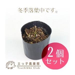 ラズベリー （ インディアンサマー 2季なり性 ） 2個セット 9cmポット