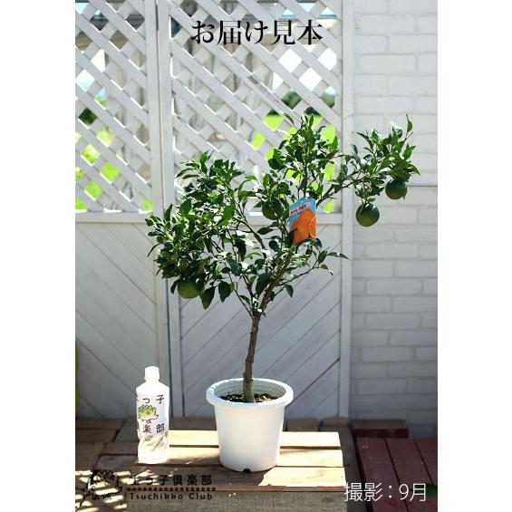 実付き デコポン 接ぎ木苗 6号鉢植え 不知火 しらぬい 1個なり F 028 M H6 花と緑の専門店 土っ子倶楽部 通販 Yahoo ショッピング