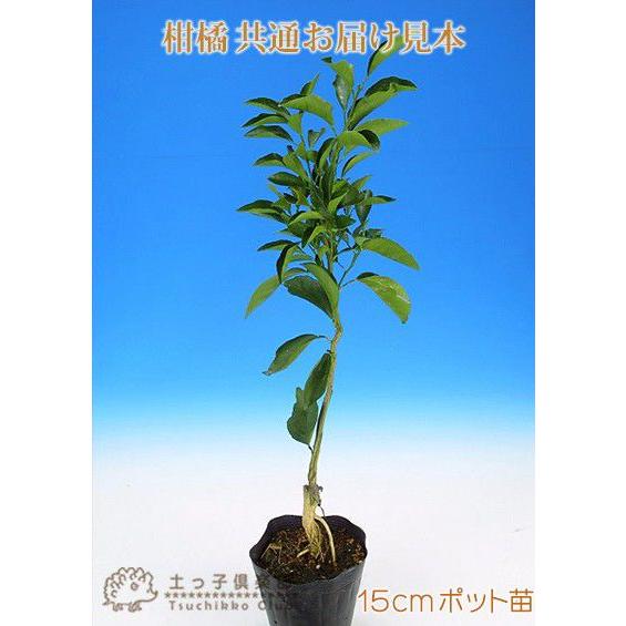 晩白柚 （バンペイユ） 接ぎ木 15cmポット苗 : 花と緑の専門店 土っ子