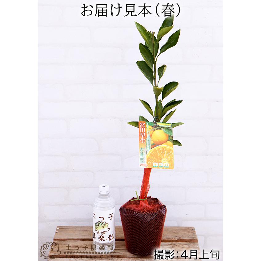 温州ミカン 『宮川早生 』 接ぎ木15cmポット苗 : 花と緑の専門店 土っ