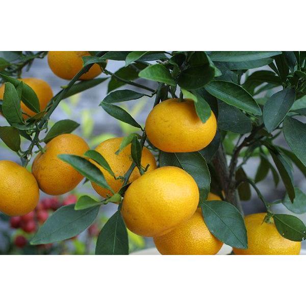 マリン専用 お問合せ用 木塾宮川早生 3S〜2S 15-0 楽天市場】宮川早生