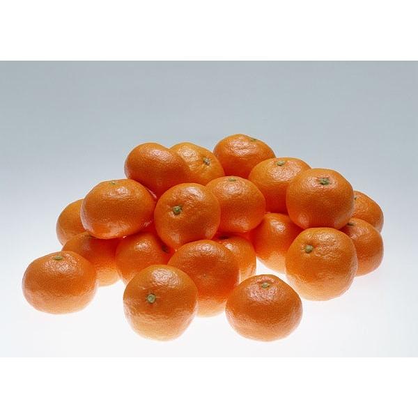 温州ミカン 『宮川早生 』 接ぎ木15cmポット苗 : 花と緑の専門店 土っ