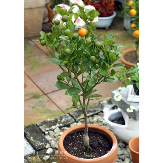実付き ）四季橘 『 カラマンシー 』 5号鉢植え 接木苗 四季柑 ）※実