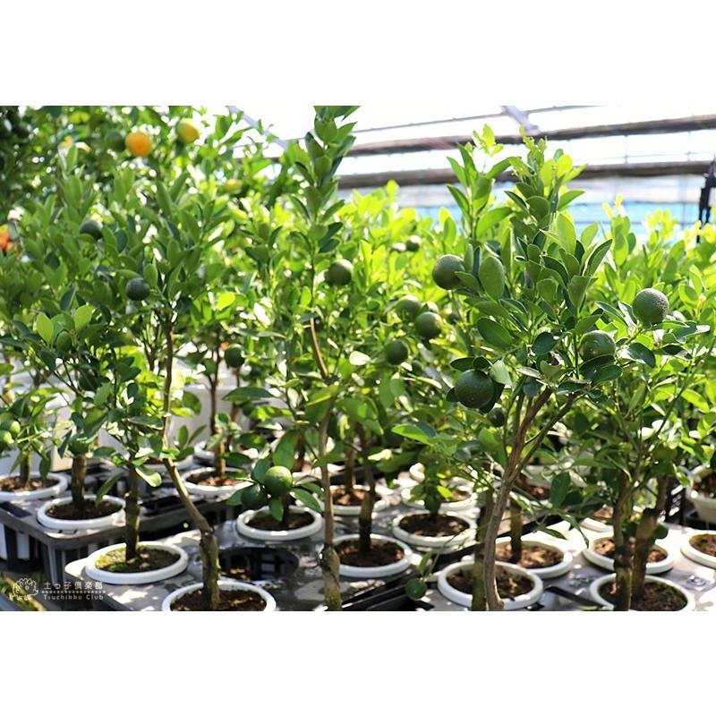 実付き ）四季橘 『 カラマンシー 』 5号鉢植え 接木苗 四季柑 ）※実