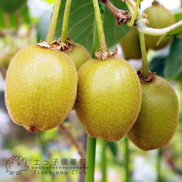 キウイ 苗木「ゴールデンキング」15cmポット（オス・メス 2個セット